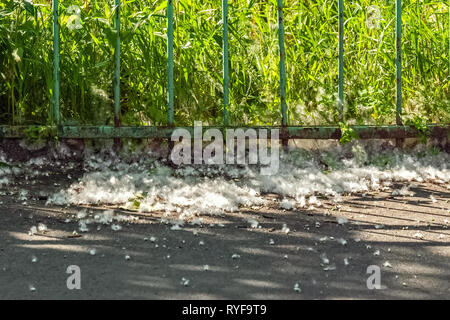 Fluff peuplier est tombé sur le trottoir près de la grille de la clôture. Banque D'Images