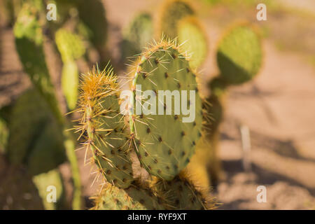 Avec des aiguilles de cactus vert Gros plan sur fond de sable. Big cactus dans le jardin ou parc. Belle cactus avec des aiguilles dans une terre de figue de Barbarie. Banque D'Images