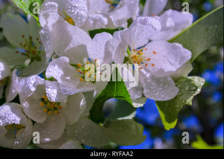 Fleurs de pommier sauvage. Apple tree flowers close-up contexte Banque D'Images