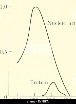 Biophysique élémentaire : thèmes choisis elementarybiophy00epst Année : 1963 64 EFFETS DE L'absorption de lumière de l'acide nucléique o OS CO CO CO 240 260 280 300 longueur d'onde en Mn (a) Banque D'Images