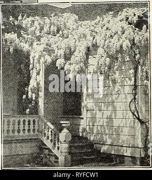 Liste des prix de gros de l'Dreer1930dreerswholesalep henr 2 Année : 1930 Wisteria Sinensis Banque D'Images