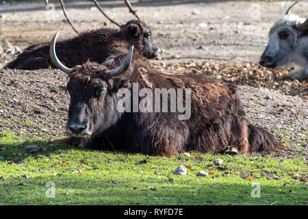 La branche de yack, Bos grunniens mutus dans le zoo Banque D'Images