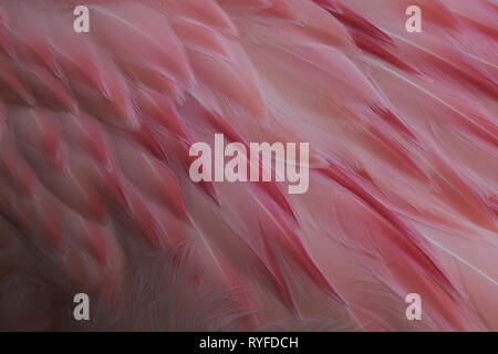 Détails de la rose et blanc plumage délicat de l'arrière d'un flamant des Andes (Phoenicoparrus andinus) Banque D'Images