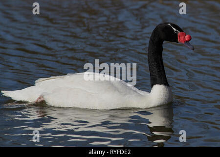 À col noir (cygnus melancoryphus Cygne) nager sur un étang à Slimbridge dans Gloucestershire, Royaume-Uni. Banque D'Images