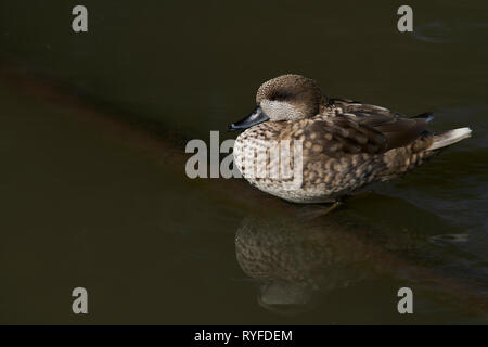 Sarcelle marbrée (Marmaronetta angustirostris) sur un étang à Slimbridge dans Gloucestershire, Royaume-Uni. Banque D'Images