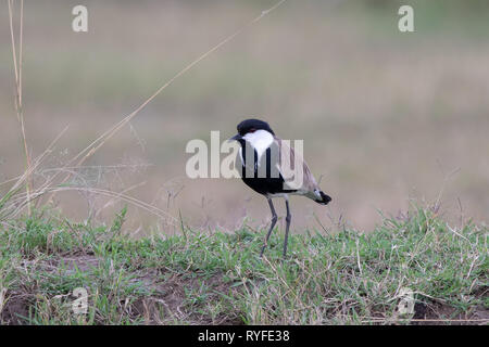 Blacksmith Plover, Kenya, Africa Banque D'Images