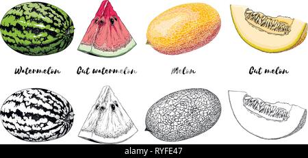 Ensemble de dessiné à la main le melon et la pastèque en couleur, isolé sur fond blanc. Dessin détaillé, des affiches, de la décoration et de l'impression. Vector Illustration de Vecteur