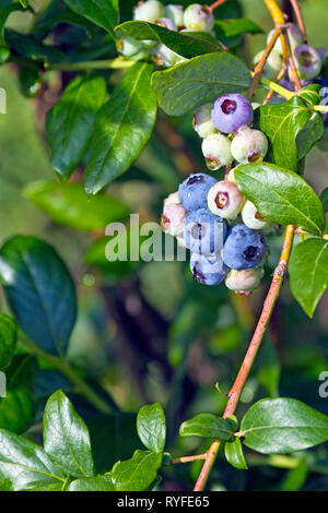 La maturation des grappes de bleuets colorés, sur une myrtille bush au début de l'été Banque D'Images