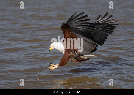 L'aigle de mer africaine swooping pour le poisson, le Kenya Afrique Banque D'Images