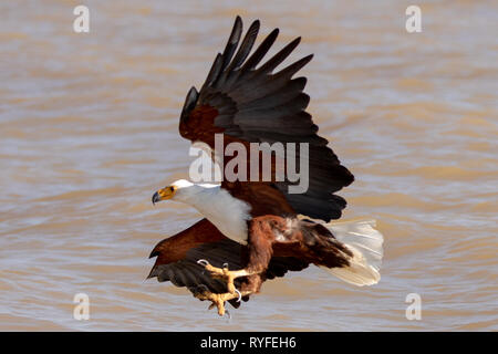 L'aigle de mer africaine swooping pour le poisson, le Kenya Afrique Banque D'Images