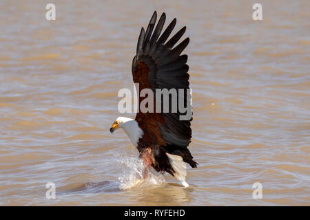 L'aigle de mer africaine swooping pour le poisson, le Kenya Afrique Banque D'Images