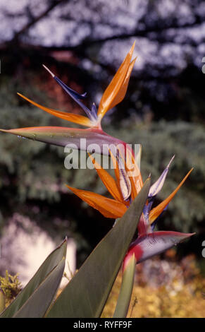 LE BEL OISEAU DE PARADIS FLEURS (STRELITZIA REGINAE) SYDNEY, NOUVELLE GALLES DU SUD, AUSTRALIE. Banque D'Images