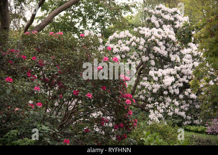 SURPRISE ET RHODODENDRON Rhododendron WILGENS PTARMIGAN Banque D'Images