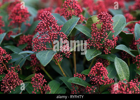 SKIMMIA JAPONICA RUBELLA Banque D'Images