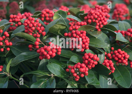 SKIMMIA JAPONICA VEITCHII Banque D'Images