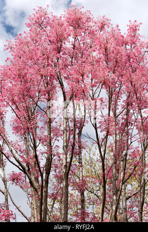 TOONA SINENSIS FLAMINGO Banque D'Images