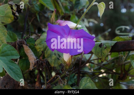 L'Ipomoea violacea, gloire du matin purple Banque D'Images