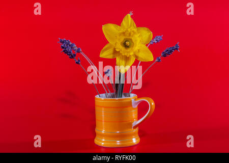 Jonquille dans une petite tasse à rayures jaune sur fond rouge Banque D'Images