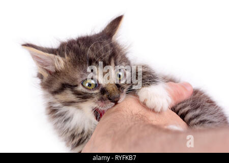 Peu fluffy kitty jouant avec un homme part Banque D'Images