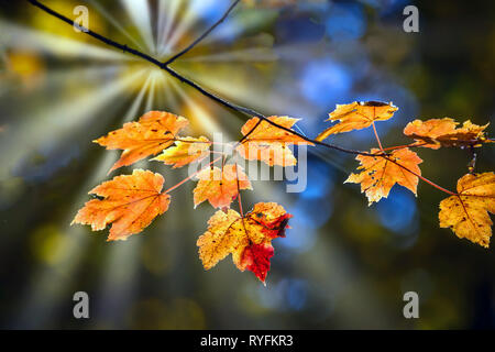Feuilles d'érable au cours de l'automne sur la branche d'un arbre éclairé par derrière par rayons Banque D'Images