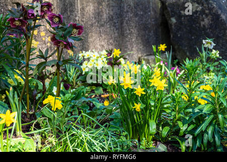 Le coin ombragé d'un petit jardin un jour de printemps avec de plus en plus de graines hellébores jonquilles et primevères avec en arrière-plan Banque D'Images