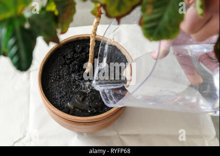 Plante de replantation. Un homme verse de l'usine de la verseuse. Banque D'Images