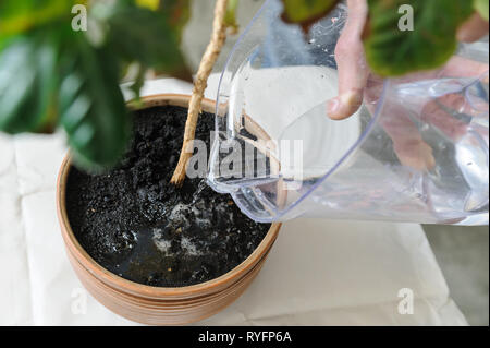 Plante de replantation. Un homme verse de l'usine de la verseuse. Banque D'Images