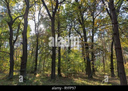 Forêt de chêne antique magnifique en été Banque D'Images