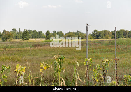 Sparrow se trouve sur un poste en bois contre le paysage rural avec jardin potager, de l'Ukraine. Banque D'Images