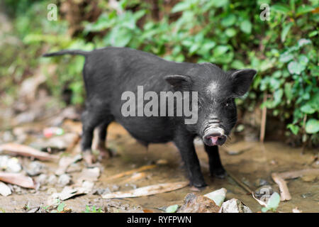 Mignon petit bébé noir cochon dans une ferme à Sapa, SAPA, Vietnam Banque D'Images