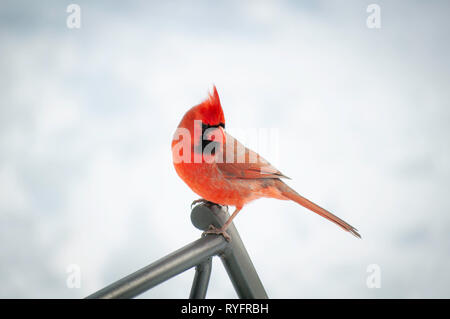 rouge cardinal Banque D'Images