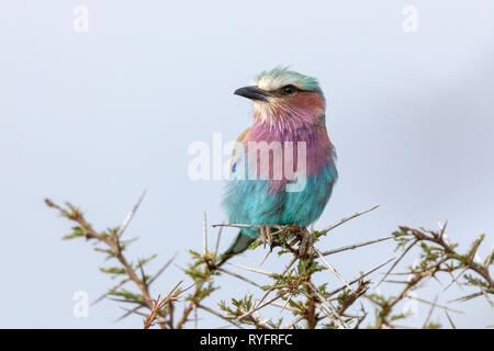 Lilac-breasted Roller, Kenya, Africa Banque D'Images