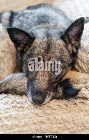 Smart dog en attente de son propriétaire Banque D'Images