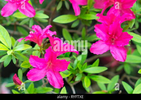 L'Azalea flower Banque D'Images