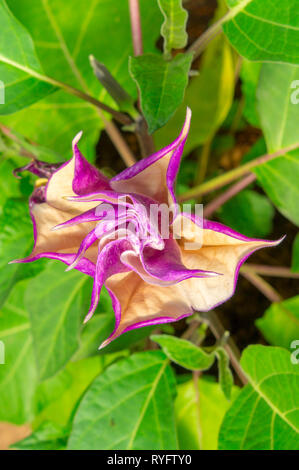 'Devil's Purple' Fleur Trompette (ou le Thorn Apple, Datura hindou, corne d'abondance). Nom latin est Datura metel Datura Syn (Alba), originaire de l'Inde. Banque D'Images