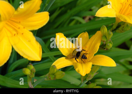 Bumblebee recueille nectar sur une fleur l'hémérocalle. Vue rapprochée. Sur une journée ensoleillée. Banque D'Images