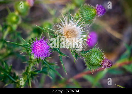 Un Spear Thistle plante dans le Parc National de Yellowstone, Wyoming Banque D'Images