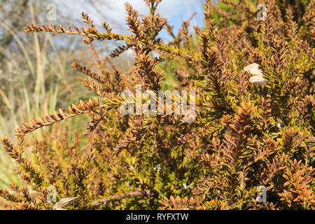 Podocarpus nivalis, une espèce d'arbuste de la famille Podocarpaceae, endémique de Nouvelle-Zélande (alpin ou la montagne totara) Banque D'Images