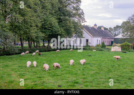 Moutons enceinte en face d'une ancienne ferme à Duivendrecht aux Pays-Bas 2018 Banque D'Images