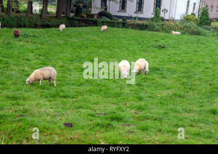 Moutons enceinte en face d'une ancienne ferme à Duivendrecht aux Pays-Bas 2018 Banque D'Images