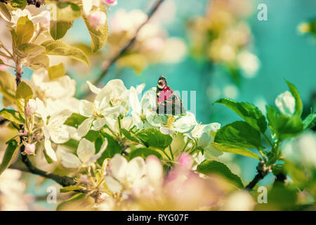 Vintage apple en fleurs les branches d'arbres. Un papillon est assis sur une fleur de pommier. Fond naturel de printemps Banque D'Images