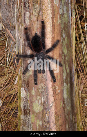 Embout d'Taranatula Rose péruvienne (Avicularia jurensis) au repos sur palm tree trunk, parc national de Manu, Pérou, Novembre Banque D'Images