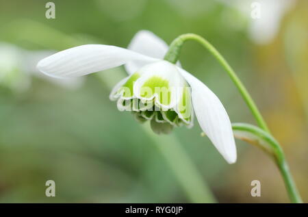 Galanthus 'Titania'. La prolifération d'Snowdrop 'Titania', un double Greatorex snowdrop en février, UK jardin. Banque D'Images