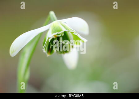 Galanthus 'Jacquenetta'. Miel de fleurs parfumées Snowdrop 'Jaquenetta', un double Greatorex snowdrop - Février, UK Banque D'Images