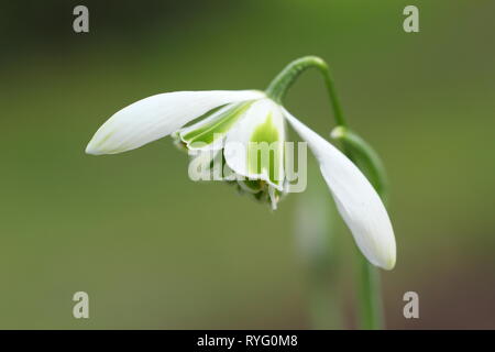 Galanthus 'Jacquenetta'. Miel de fleurs parfumées Snowdrop 'Jaquenetta', un double Greatorex snowdrop - Février, UK Banque D'Images
