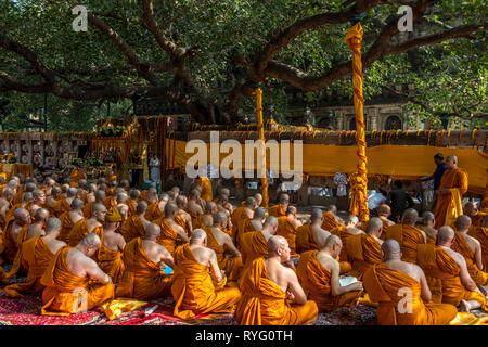 L'INDE, Bodh Gaya, moines priant devant l'arbre de bodhi saint Bouddha ont connu l'illumination Banque D'Images