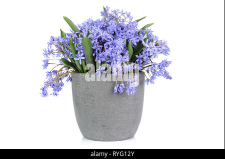 Bluebell flowers frais isolé sur fond blanc Banque D'Images