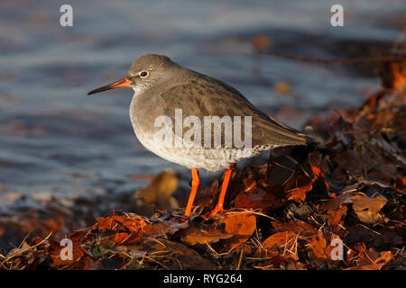 Chevalier arlequin (Tringa totanus) Scotland, UK. Banque D'Images