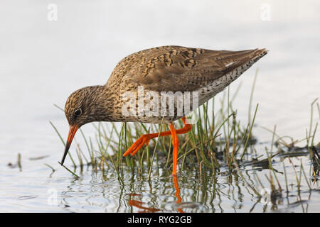 Chevalier arlequin (Tringa totanus) Scotland UK. Banque D'Images