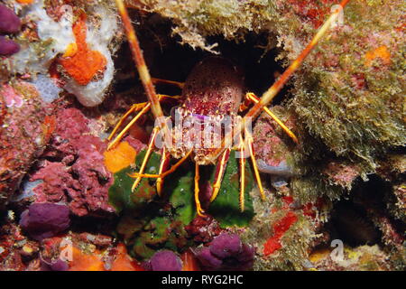 Un sous-marin de langouste dans la mer Méditerranée, France Banque D'Images